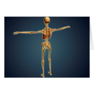 Achterzijde Uitzicht van het menselijk skelet met 