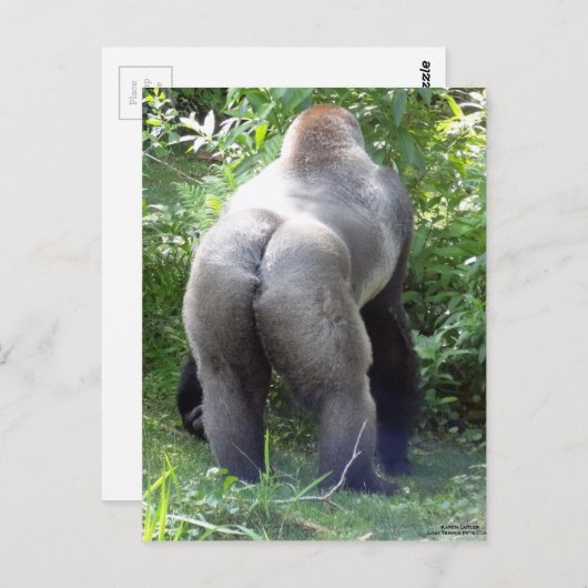 Achterzijde van Gorilla Briefkaart (Voorkant / Achterkant)