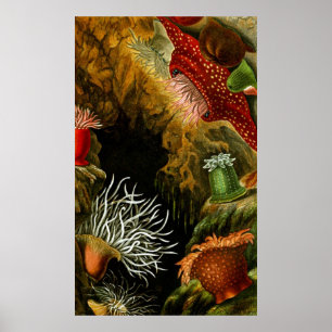 Achtste van de tien onderwaterlevens poster