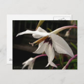 Acidanthera or Peacock Gladiolus Briefkaart (Voorkant / Achterkant)