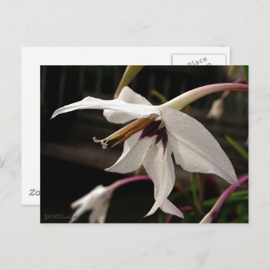 Acidanthera or Peacock Gladiolus Briefkaart (Voorkant / Achterkant)