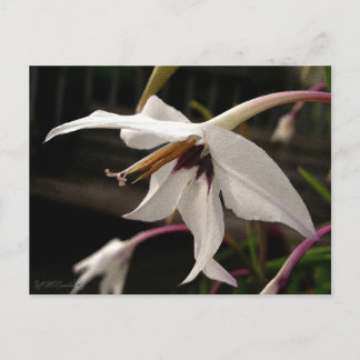 Acidanthera or Peacock Gladiolus Briefkaart