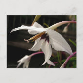 Acidanthera or Peacock Gladiolus Briefkaart (Voorkant)