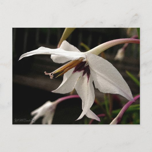 Acidanthera or Peacock Gladiolus Briefkaart (Voorkant)