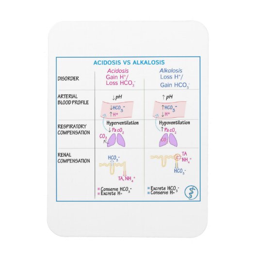 Acidose vs alkalosis Magnet Magneet (Verticaal)
