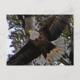 Ackley Eagle Briefkaart