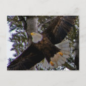 Ackley Eagle Briefkaart (Voorkant)