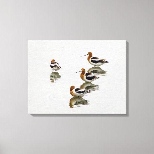 Acocets Canvas Afdruk (Voorkant)