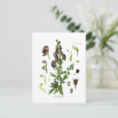 Aconitum napellus briefkaart (Staand voorkant)