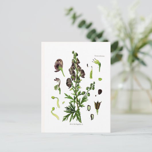 Aconitum napellus briefkaart (Staand voorkant)