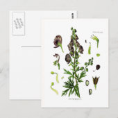 Aconitum napellus briefkaart (Voorkant / Achterkant)