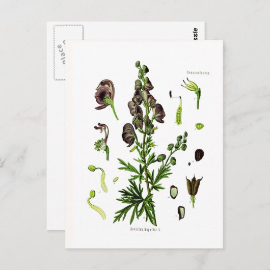 Aconitum napellus briefkaart (Voorkant / Achterkant)