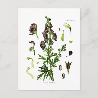 Aconitum napellus briefkaart