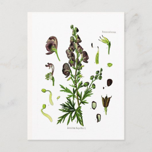 Aconitum napellus briefkaart (Voorkant)