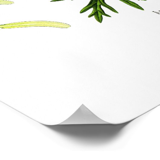 Aconitum napellus poster (Hoek)