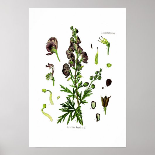 Aconitum napellus poster (Voorkant)