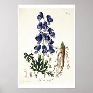 Aconitum Napellus uit 'Phytographie Medicale' door Poster