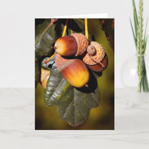 Acorn Cluster Holiday Card Feestdagen Kaart