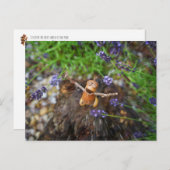 Acorn elf in de regen briefkaart (Voorkant / Achterkant)