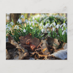 Acorn elf met lente sneeuwklokjes bloemen briefkaart