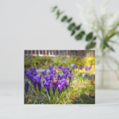 Acorn elf met paarse crocus flower postcar briefkaart (Staand voorkant)