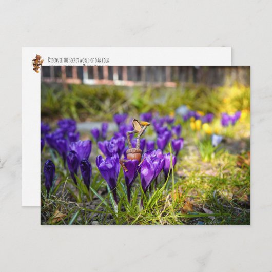 Acorn elf met paarse crocus flower postcar briefkaart (Voorkant / Achterkant)