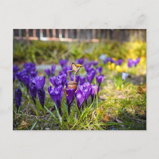 Acorn elf met paarse crocus flower postcar briefkaart (Voorkant)