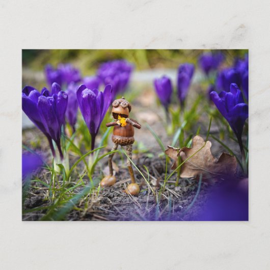 Acorn elf met paarse crocus flower postcar briefkaart (Voorkant)