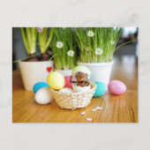 Acorn elf met paaseieren Pasen Briefkaart (Voorkant)