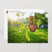 Acorn elf op de mollige boom zomer briefkaart (Voorkant / Achterkant)