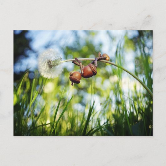 Acorn elf op de paardenbloem briefkaart (Voorkant)