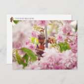 Acorn elf op het briefkaart van de bloesem sakura (Voorkant / Achterkant)