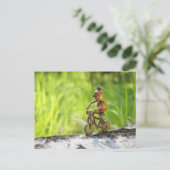 Acorn elf rijdt op het briefkaart van de fiets (Staand voorkant)
