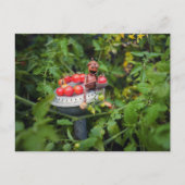 Acorn elf tuinman met tomaten briefkaart (Voorkant)