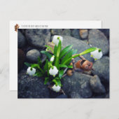 Acorn elf with snowflake flower spring postcard briefkaart (Voorkant / Achterkant)