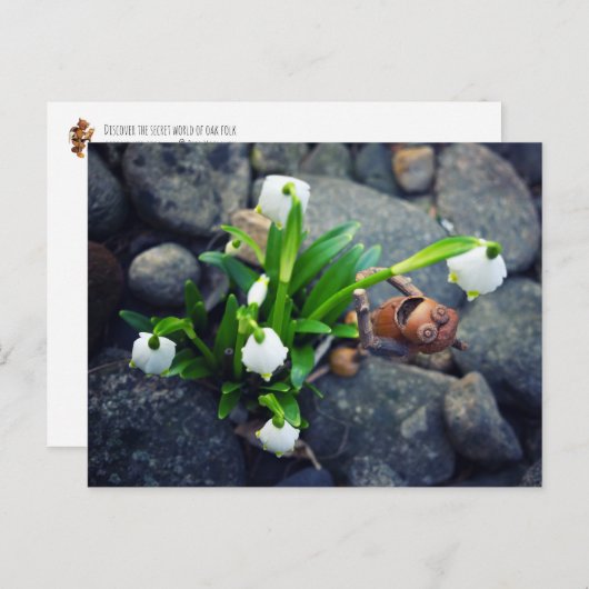 Acorn elf with snowflake flower spring postcard briefkaart (Voorkant / Achterkant)