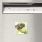Acorn Magneet (Insitu (Vaatwasser))