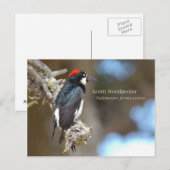 Acorn Woodpecker Briefkaart (Voorkant / Achterkant)