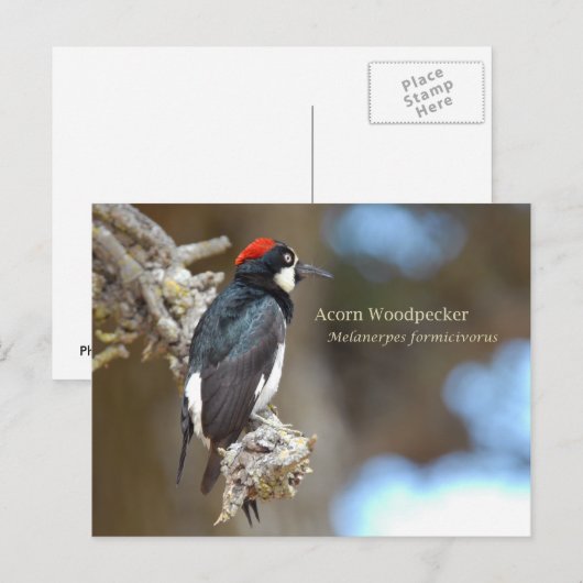 Acorn Woodpecker Briefkaart (Voorkant / Achterkant)
