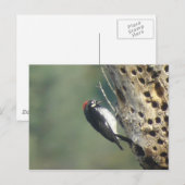 Acorn Woodpecker Briefkaart (Voorkant / Achterkant)