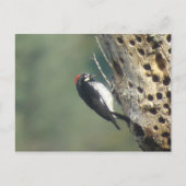 Acorn Woodpecker Briefkaart (Voorkant)