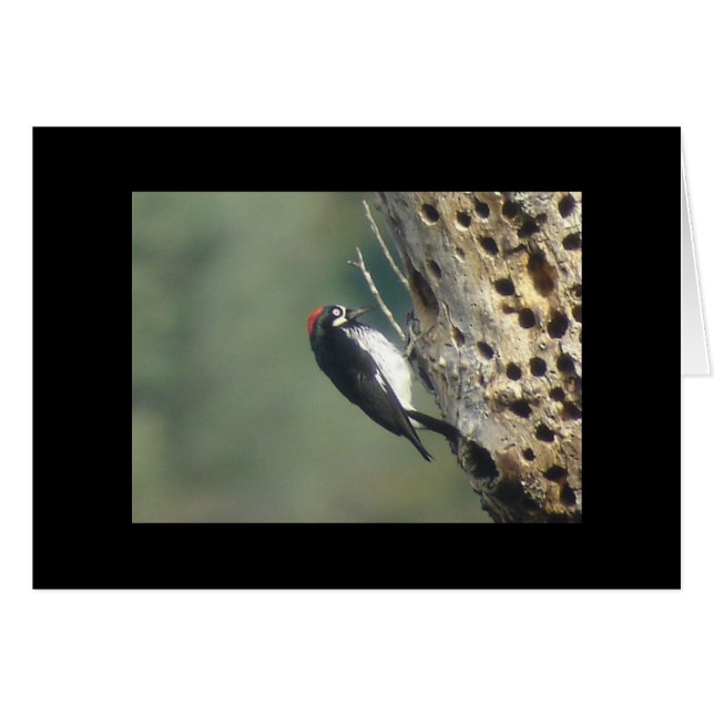 Acorn Woodpecker Card (Voorkant Horizontaal)