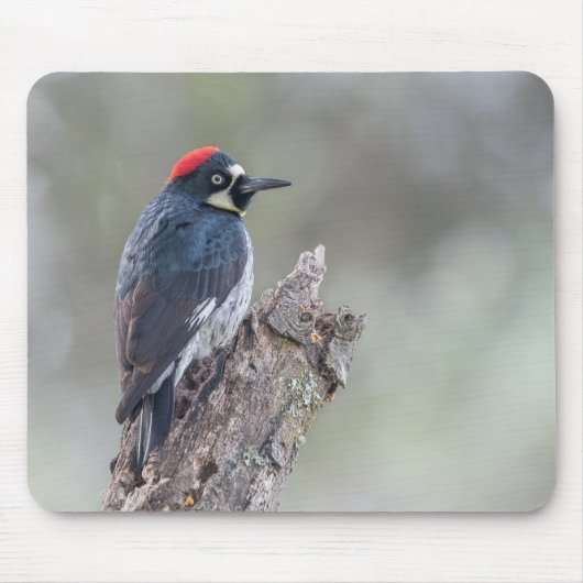 Acorn Woodpecker Muismat (Voorkant)