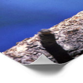 Acorn Woodpecker Poster (Hoek)