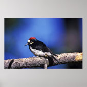 Acorn Woodpecker Poster (Voorkant)