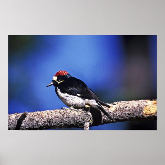 Acorn Woodpecker Poster (Voorkant)