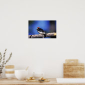 Acorn Woodpecker Poster (Keuken)