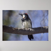 Acorn Woodpecker Poster (Voorkant)