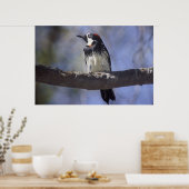 Acorn Woodpecker Poster (Keuken)