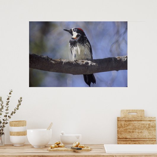 Acorn Woodpecker Poster (Keuken)